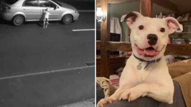 Photo of Dog Whose Abandonment Was Caught On Camera Smiles Again In A New Home