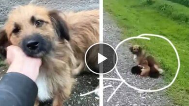 Photo of Abandoned mother dog begged for help for her exhausted puppies and heartwarming ending
