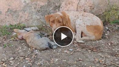 Photo of Her puppy was dying, desperate mother needed help to save his life…