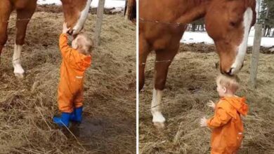 Photo of Countless hearts melt as a horse bends down to give a gentle kiss to a little boy.