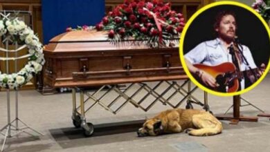 Photo of Dog curls up next to Gordon Lightfoot’s casket during memorial service: “Gordon loved dogs”