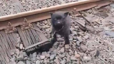 Photo of A cute puppy, rescued from near-death on train tracks, finally finds a loving home