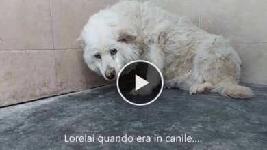 Photo of rebirth! resurrected dog in a kennel after 14 years