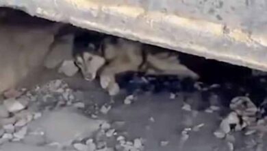 Photo of Stray Who Hid Under The Tracks Sobs When Finally Placed In A Car To Be Saved
