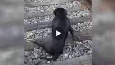 Photo of A compassionate train conductor rescues a poor dog left to fend for itself on the tracks, sobbing bitterly with paralyzed legs unable to move.