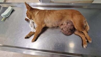 Photo of Heartbreaking moment! Rescued a homeless dog with a huge tumor under his stomach, crying for help but no help