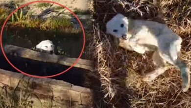 Photo of Puppy Dumped By Owner In Middle Of Nowhere, Chases Jogger And Begs To Be Rescued