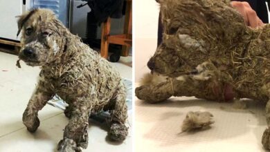Photo of Kids left puppy covered in industrial glue to die – but he refused to give up