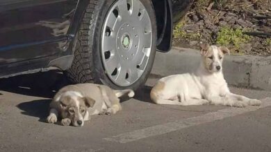 Photo of Two Puppies Were Abandoned In A Parking Lot And Left To Wonder