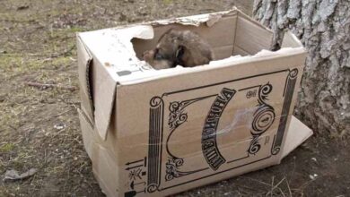 Photo of Box Found On The Side Of The Road With Some Innocent Puppies Inside