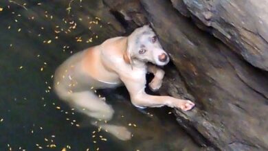 Photo of Incredible Rescue To Save Drowning Dog At The Bottom Of A Well