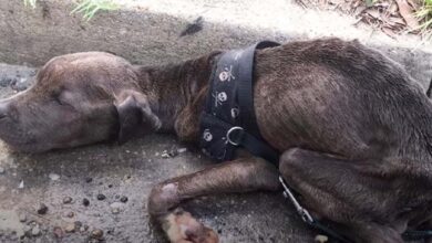 Photo of Abandoned Dog Had Only Minutes To Live When Found In The Gutter