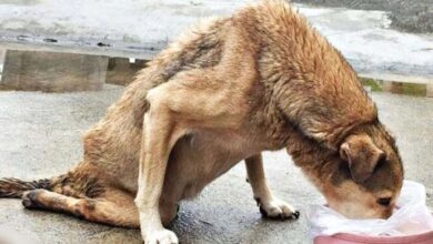 Photo of Stray With Paralysis Slithered To Food When Woman Saw Him Suffering Alone