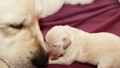 Photo of A Blind Puppy And His Mom Miraculously Saved From An Eternal Sleep