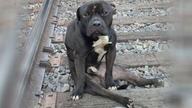 Photo of ‘Deserving’ Dog Rescued from Philadelphia Train Tracks Gets Adopted and Finds ‘Nothing But Love’