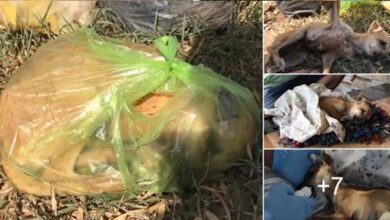 Photo of The Sick Puppy Was Thrown In The Garbage By The Owner, Saved An Angel