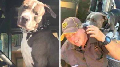 Photo of Pittie’s Owner Dies, And He Wants Nothing More Than To Be Adopted By His UPS Driver