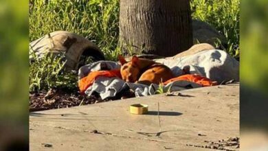Photo of Tiny Stray Dog Curls Up On Blanket And Dreams Of Finding His Forever Home