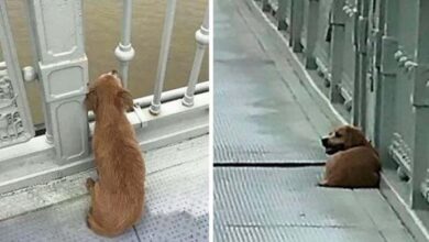 Photo of Loyal Dog Waited on the Bridge for 4 Days Where He Witnessed His Owner Jump