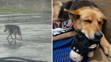 Photo of Grieving Stray Dog Refuses To Let Go Of Her Favorite Stuffed Toy