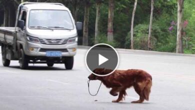 Photo of Abandoned Dog Bites Leash in Tears, Hit By Car, Just To Cross The Road To Seek Owner