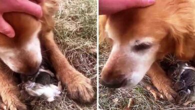 Photo of Woman Thinks Her Dog Caught Baby Birds, Then She Looked Between The Dog’s Paws