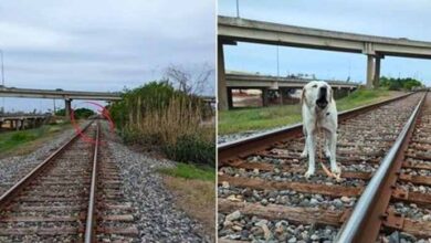 Photo of Good Samaritan Finds Dog Stuck To An Active Train Track And Rushes To Help