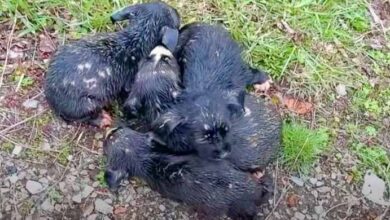 Photo of Pile Of Groaning Puppies Huddled By Sidewalk, Covered In Dirt And Debris