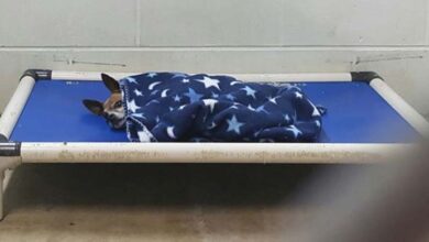 Photo of Lonely shelter dog tucks himself in each night as he waits for new family