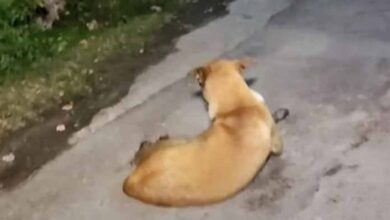 Photo of Street Dog Faced Away Hiding Her Woes Anytime Someone Came Around