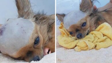Photo of Shattered Dog Struck In Head Wants To Live Despite His Body Shutting Down