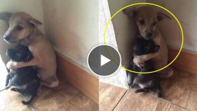 Photo of TO THE TEARS… Stray puppies don’t stop hugging just because they’ve been rescued!