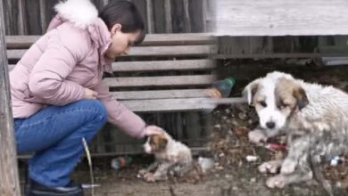 Photo of Woman Held Back Sobs As She Reached Out To Pup Caked In Mud And Waste