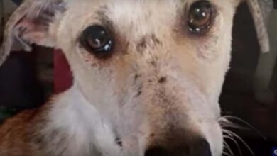 Photo of Pining For Family Who Dumped Him, Dog In A Kill-Shelter Wept As They Passed Him By
