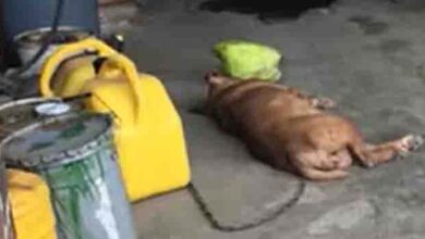 Photo of This Dog’s Been Chained To This Wall For 8 Years. Now Watch As Rescuers Approach