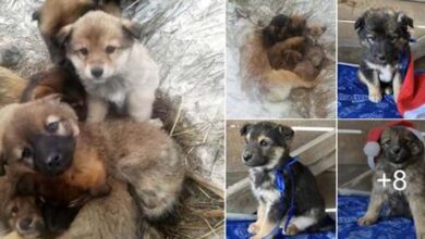 Photo of She Died In Freezing Cold And Starvation, A Mother Dog Sacrifices Her Life To Save Her 7 Pups