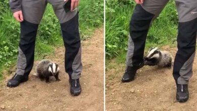 Photo of Woman Goes On Walk In A Park And Finds A Badger Cub Begging For Help