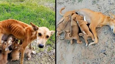 Photo of Weak And Helpless Mother Dog Begs For Help As She tries To Feed Her 6 Puppies