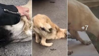 Photo of He puts his hand on the head of a run over dog that stopped fighting and whispers in his ear