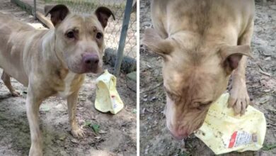Photo of Lonely Pittie Who’s Spent 3 Years At Shelter Finds Comfort In Unlikely Piece Of Trash