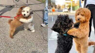 Photo of Adorable Puppies Can’t Stop Hugging Each Other Every Time They Meet, The Moments Went Viral In Internet