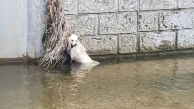 Photo of pregnant Mother Dog Withstood Cold Water For 3 Days To Protect Her Unborn Puppies…