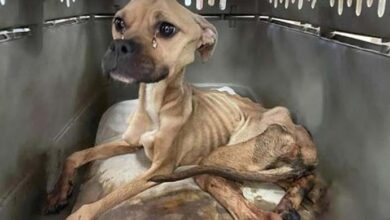 Photo of Brighe’s Journey: Poor dog abandoned, without food, only skin and bones, weak and unable to stand