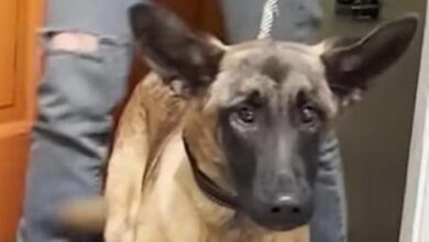 Photo of After being scheduled for euthanasia, a blind Malinois found the best new home