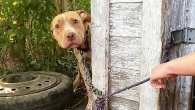 Photo of Dog Chained In Abandoned Backyard Can’t Believe He’s Finally Being Rescued