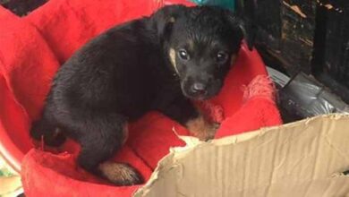 Photo of A Puppy Was Abandoned Outside In The Rain For Doing Nothing Wrong