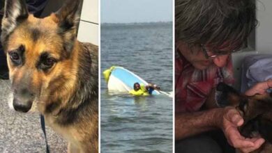 Photo of German Shepherd Treads Water For 11 Hours, Leading To Owner’s Rescue After Boat Capsizes In Australia
