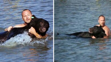 Photo of Kindhearted Man Saves 400 Pound Black Bear From Drowning In The Ocean