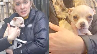 Photo of Woman Hands Her ‘The Smallest Pit Bull In The World’ And She’s Totally Confused
