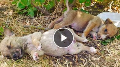 Photo of Rescue Tiny, Dying of Thirst, Innocent Puppies Dumped During Heatwave